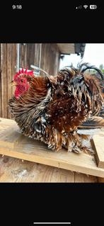 Cochin haan, Dieren en Toebehoren, Pluimvee, Mannelijk, Kip