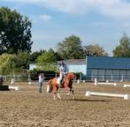 Dressuur amazone aangeboden, Dieren en Toebehoren, Paarden