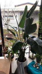 XXL Strelitzia Nicolai – Tropische Blikvanger van 2,5m!, Plante potagère, En pot, Enlèvement, 200 cm ou plus