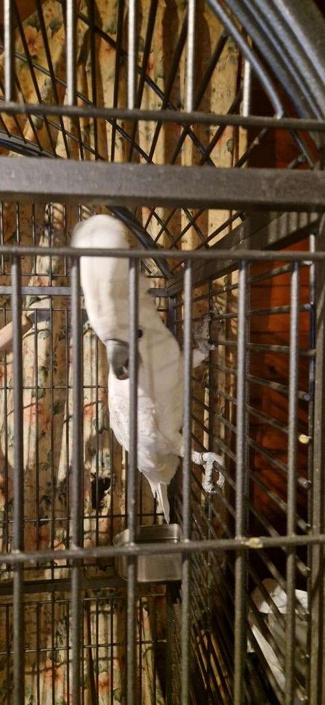 Alba kaketoe tam, Dieren en Toebehoren, Mannelijk, Papegaai, Pratend