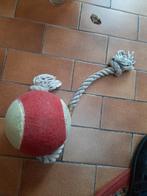 équipement pour chiens, taille grandes montagnes bernoises, Animaux & Accessoires, Enlèvement, Utilisé