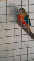 Turquoisines, Dieren en Toebehoren