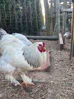 broedeieren Brahma, Dieren en Toebehoren, Pluimvee, Meerdere dieren, Kip