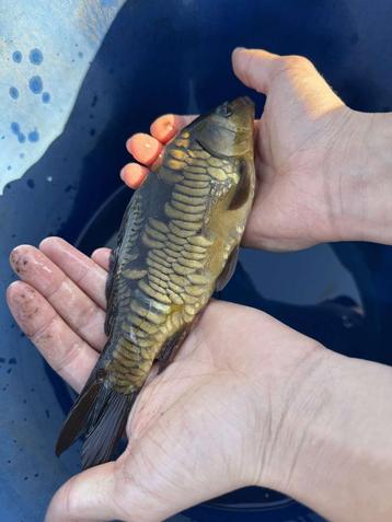Karper (25-35cm), Dieren en Toebehoren, Karper of Koi