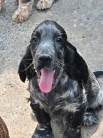 Engelse Ccocker Spaniël pup, Dieren en Toebehoren, België, Fokker | Hobbymatig, Reu, CDV (hondenziekte)