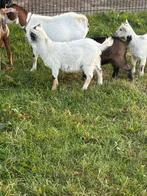 2 geiten te koop, Dieren en Toebehoren, Schapen, Geiten en Varkens, Mannelijk, Geit
