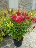 Lelies Bordeaux ideale plantperiode!!!, Tuin en Terras, Bloembollen en Zaden, Ophalen