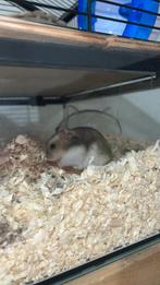 Dwerghhamsters te koop 10euro (bijna 5weken), Dieren en Toebehoren, Hamster, Juli, Meerdere dieren, Tam