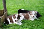 Border collie puppies geboren op boerderij, Parvovirose, Particulier, Plusieurs, Belgique