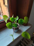 Chinese Money Plant / Plant / Plante, Huis en Inrichting, Ophalen, Overige soorten, Halfschaduw, In pot