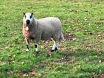 Kerry Hill dekram, Dieren en Toebehoren, Schapen, Geiten en Varkens, Mannelijk, Schaap, 0 tot 2 jaar