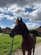 Halve stal gezocht voor mijn paard, Hongre, 170 à 175 cm, Cheval de saut, 3 à 6 ans