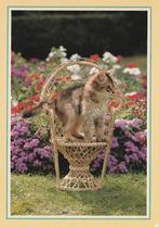 KAT    8, Collections, Cartes postales | Animaux, Envoi, Non affranchie, Chien ou Chat