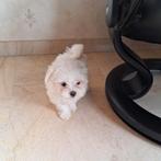 Maltezer pups, Dieren en Toebehoren, België, Maltezer, CDV (hondenziekte), 8 tot 15 weken