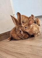 Fauve de Bourgogne, Animaux & Accessoires, Lapins