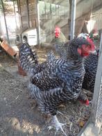kippen : Mechelse koekoek, Dieren en Toebehoren, Pluimvee, Meerdere dieren, Kip