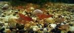 Neocaridina garnalen, Kreeft, Krab of Garnaal, Zoetwatervis, Schoolvis