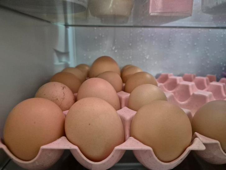 VERSE BIO EITJES VAN EIGEN KIPPEN., Dieren en Toebehoren, Pluimvee