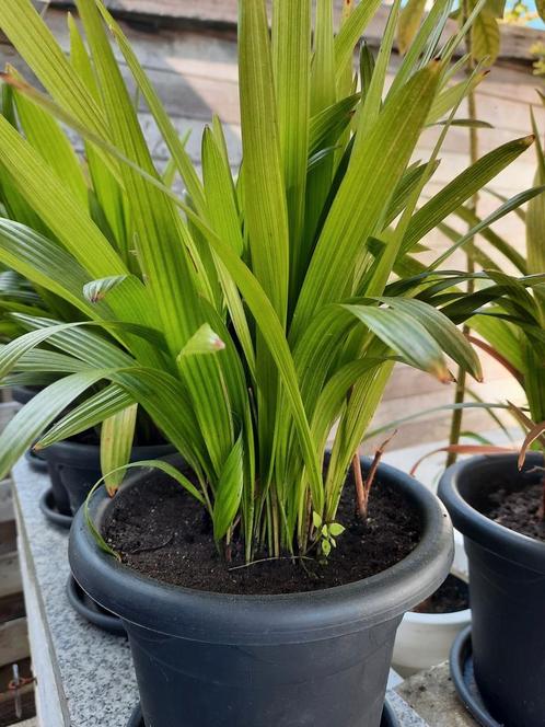 Palmboom palmboompjes palmiers trachicarpus Fortunei, Tuin en Terras, Planten | Tuinplanten, Ophalen