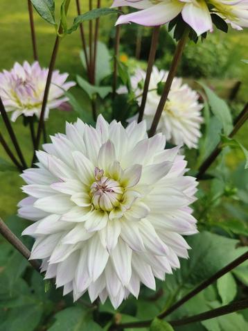 Dahlia Crazy Love stekken beschikbaar voor biedingen
