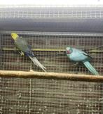 kweekkoppel halsbandparkieten opaline wkws, Dieren en Toebehoren, Vogels | Parkieten en Papegaaien, Papegaai