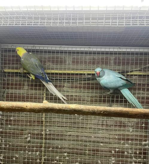 kweekkoppel halsbandparkieten opaline wkws, Dieren en Toebehoren, Vogels | Parkieten en Papegaaien, Papegaai