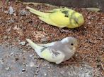 grasparkiet, Dieren en Toebehoren, Meerdere dieren, Parkiet