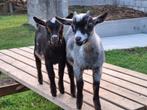 Prachtig, zeer tam blauwschimmel geitje, Dieren en Toebehoren, Mannelijk, Geit, 0 tot 2 jaar