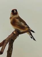 Bloemputters, Dieren en Toebehoren, Meerdere dieren, Wildzangvogel, Geringd