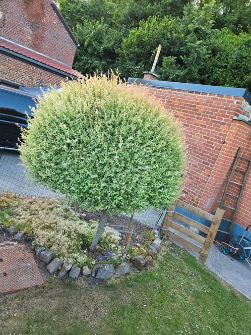 Saule crevette...(7ans), Tuin en Terras, Planten | Struiken en Hagen, Ophalen