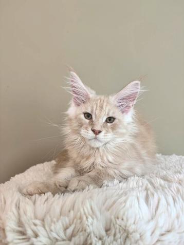 Maine Coon katertje – leeuw  beschikbaar voor biedingen