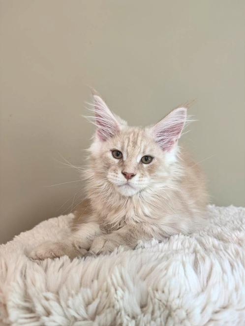 Maine Coon katertje – leeuw, Dieren en Toebehoren, Katten en Kittens | Raskatten | Langhaar, Kater, 0 tot 2 jaar, Met stamboom