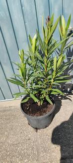 Mooie rode oleander 80 cm, Tuin en Terras, Planten | Tuinplanten, Ophalen
