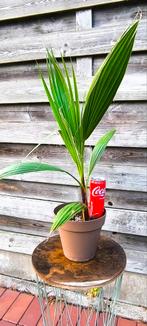 Palmbomen Washingtonia Robusta, Tuin en Terras, Planten | Bomen, Ophalen