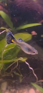 Endler hybride Guppies uit eigen kweek, Dieren en Toebehoren, Vis, Zoetwatervis