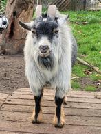 Bok, Dieren en Toebehoren, Schapen, Geiten en Varkens