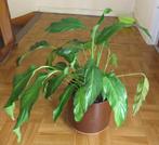 Spathiphyllum, Huis en Inrichting, Bloeiende kamerplant, Ophalen, In pot