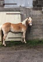 Lieve haflinger ruin, Dieren en Toebehoren, Pony's, Gechipt, Ruin, Niet van toepassing, 3 tot 6 jaar