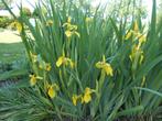 Plantes de bassin : iris jaune également pour la filtration, Jardin & Terrasse, Étangs, Enlèvement