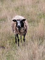 Bonte ooi, Vrouwelijk, Schaap, 3 tot 5 jaar