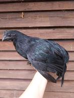 Ayam Cemani haantje augustus 24, Dieren en Toebehoren, Pluimvee