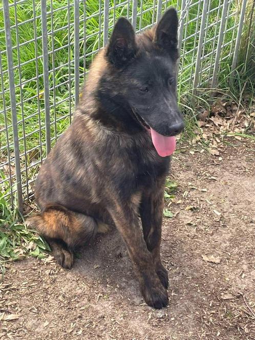 Hollandse herder  5.maanden super mooi en vrij hondje, Dieren en Toebehoren, Honden | Herdershonden en Veedrijvers, Reu, Herder