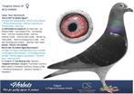 Annick Goeteyn Duivin, dochter Athena, Dieren en Toebehoren, Vogels | Duiven, Vrouwelijk, Postduif
