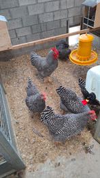 Amrock kippen grote soort, Dieren en Toebehoren, Pluimvee