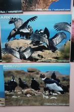 13 photos | Condor, Enlèvement ou Envoi