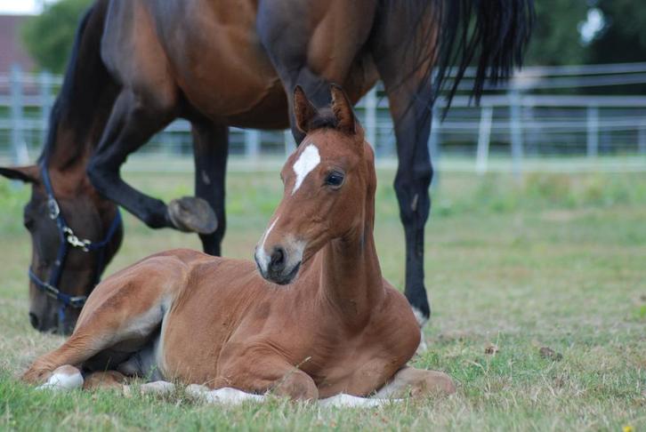 Opfok hengstveulen, Dieren en Toebehoren, Paarden
