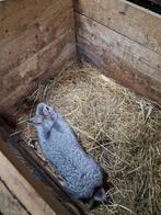 belgische zilver voedster, Femelle, Taille moyenne, 0 à 2 ans