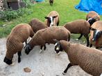 Zwartbles schapen, Dieren en Toebehoren
