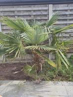 Palmboom ongeveer 150-165cm hoog., Ophalen, Palmboom