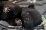 Pomeriaan pups pomeranian FCI dwergkees, Dieren en Toebehoren, Honden | Poolhonden, Keeshonden en Oertypen, België, Fokker | Hobbymatig